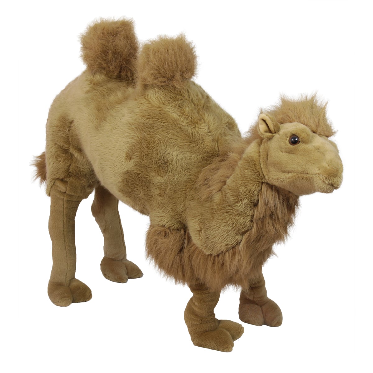 Camel